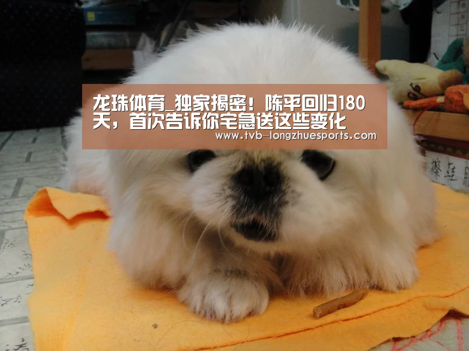 龙珠体育_独家揭密!陈平回归180天,首次告诉你宅急送这些变化(图1) 龙珠体育