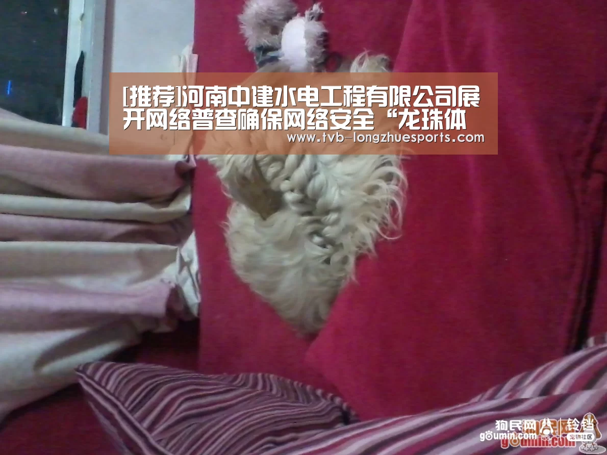 龙珠体育